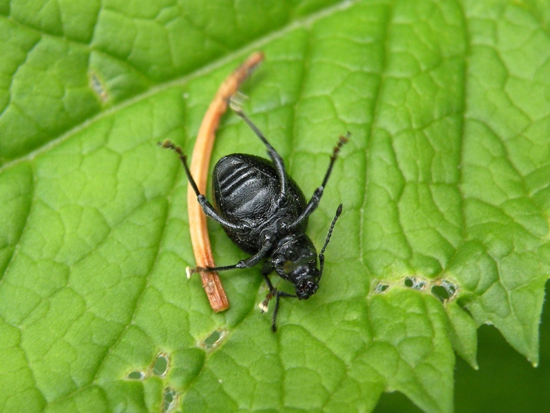 Anche lui nel suo piccolo (Curculionidae - Otiorinchus?)